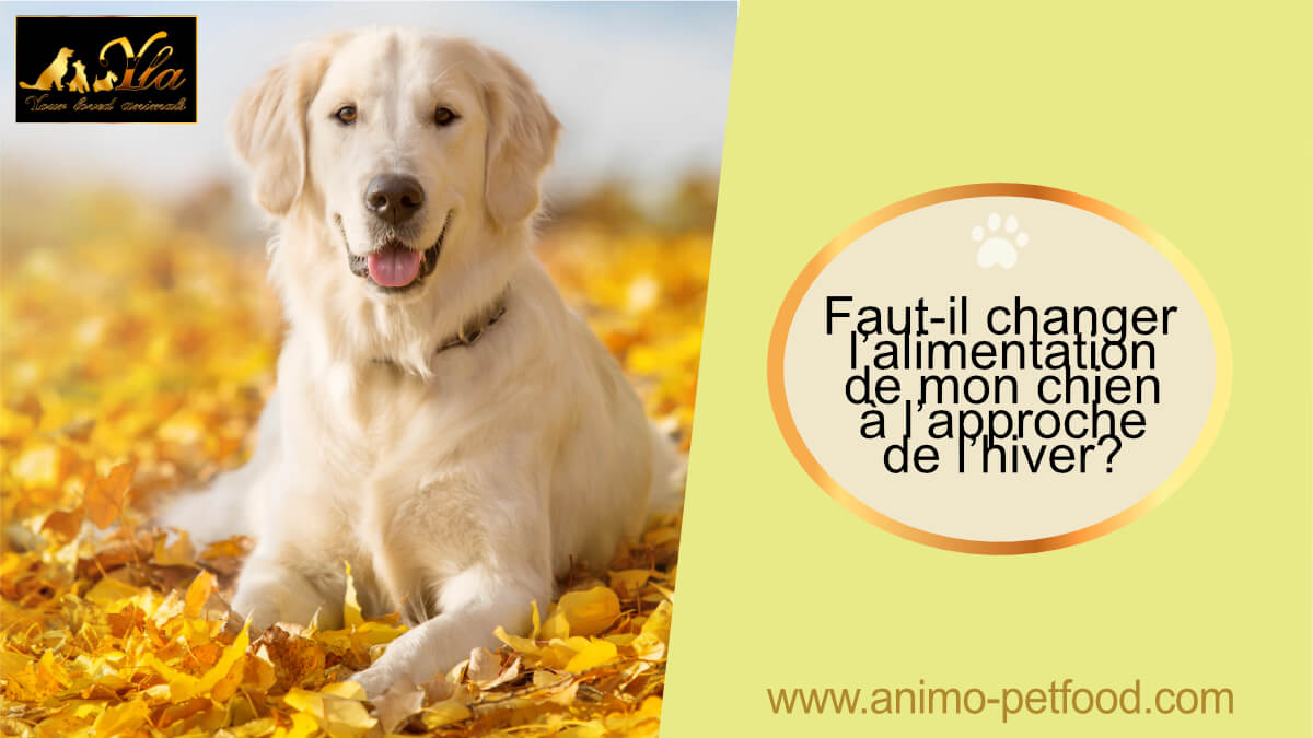 faut-il-changer-l-alimentation-de-mon-chien-a-l-approche-de-hiver